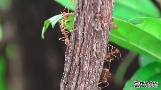 越南名菜“蚂蚁牛肉”，把牛肉放到树上吸引蚂蚁，成品看着挺不错