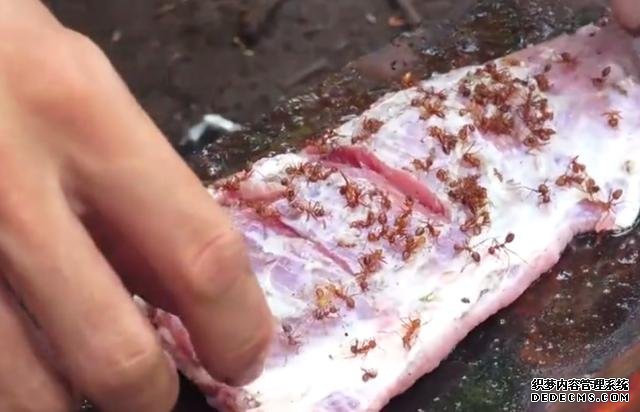 越南名菜“蚂蚁牛肉”,把牛肉放到树上吸引蚂蚁,成品看着挺不错