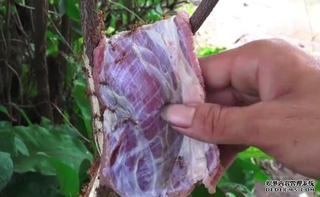 越南名菜“蚂蚁牛肉”，把牛肉放到树上吸引蚂蚁，成品看着挺不错