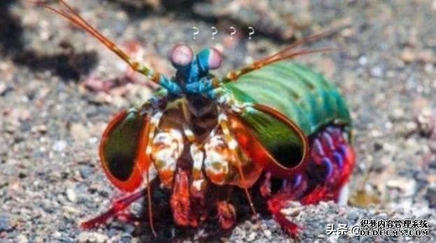 这虾被称为“虾中拳王”,要用防弹玻璃才能养,一拳冲击力120斤