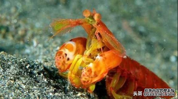 这虾被称为“虾中拳王”,要用防弹玻璃才能养,一拳冲击力120斤