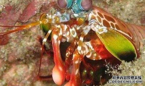 这虾被称为“虾中拳王”，要用防弹玻璃才能养，一拳冲击力120斤