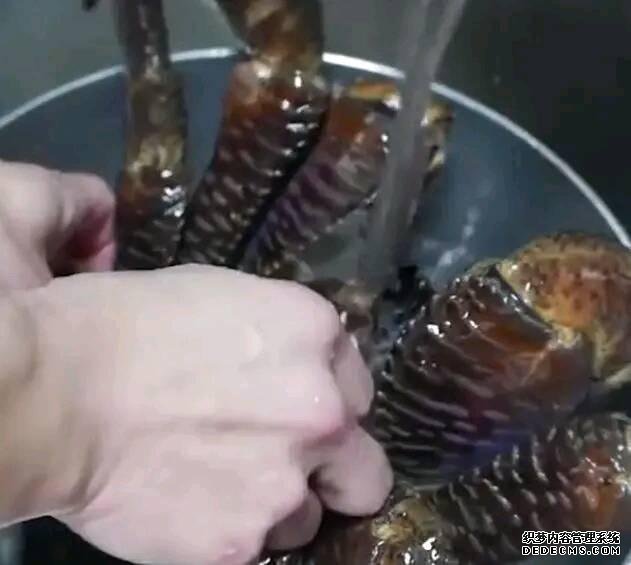 市场上的椰子蟹,为什么卖这么贵?做好掰开一看,贵是有道理