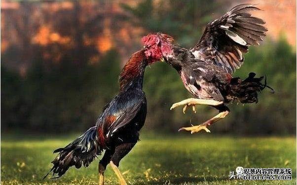 中国四大名鸡全在北方,那南方没啥好吃的鸡吗?网友:一只顶四只