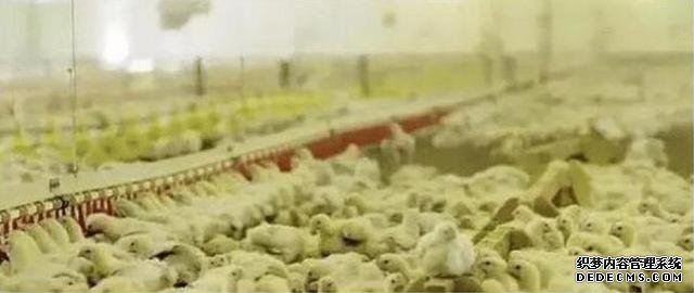 直击肯德基美味背后的故事,一条条食品生产线,显得既壮观又悲惨