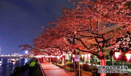 2020东京「夜樱」点灯景点巡礼，个个美不胜收，如临仙境