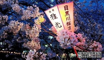 2020东京「夜樱」点灯景点巡礼，个个美不胜收，如临仙境