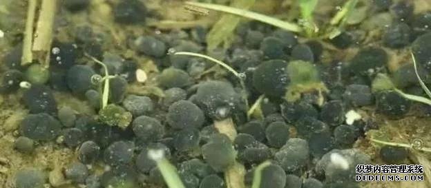 “藏”在稻田里的4种美味,不是只有稻花鱼,全吃过的,才算吃货