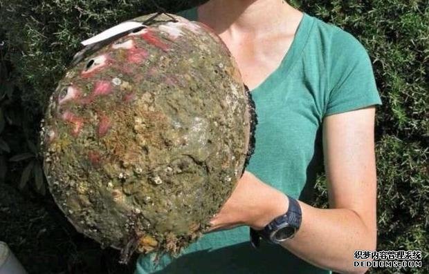 世界上最大的鲍鱼,10个人都吃不完,猜猜看一个要多少钱?