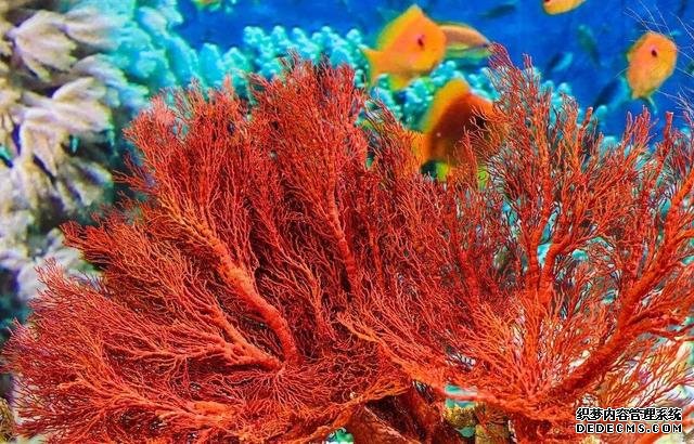 海岛度假还可以怎么玩？来潜水吧！亚洲十佳潜水地推荐