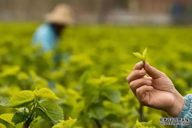 这座与太湖同名的古镇,藏着与众不同的茶俗和别致的美味