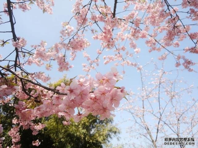 这里的樱花比日本还美,被誉为“世界三大赏樱胜地之一”