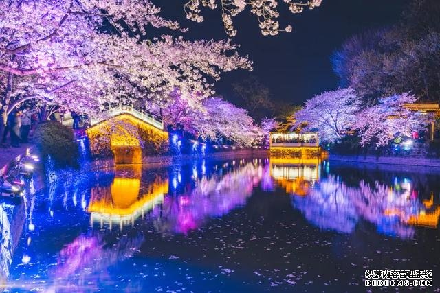 这里的樱花比日本还美,被誉为“世界三大赏樱胜地之一”