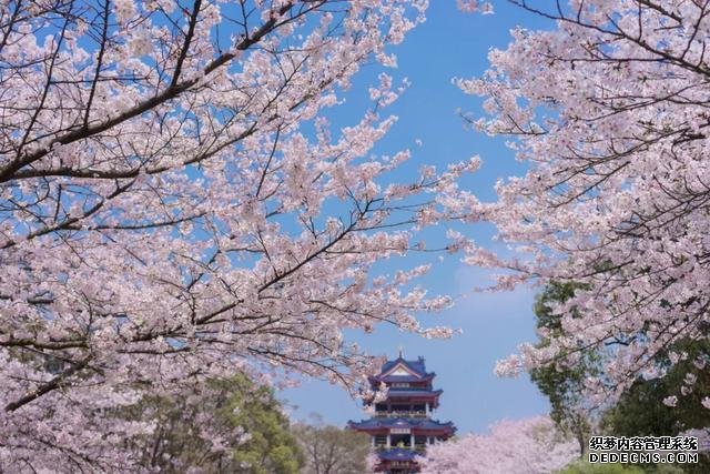 这里的樱花比日本还美,被誉为“世界三大赏樱胜地之一”