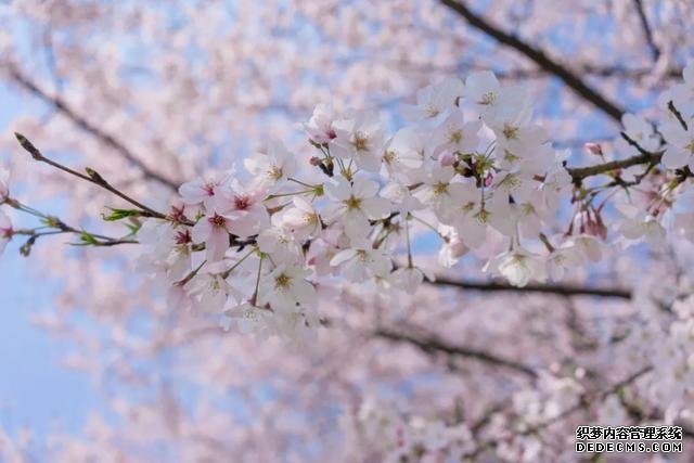 这里的樱花比日本还美,被誉为“世界三大赏樱胜地之一”