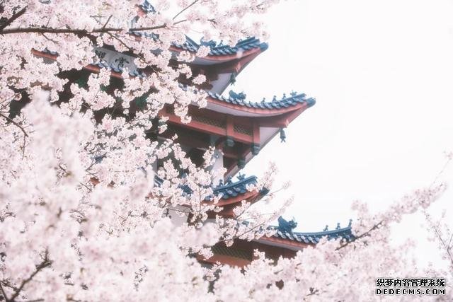 这里的樱花比日本还美,被誉为“世界三大赏樱胜地之一”