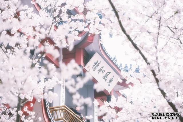 这里的樱花比日本还美,被誉为“世界三大赏樱胜地之一”