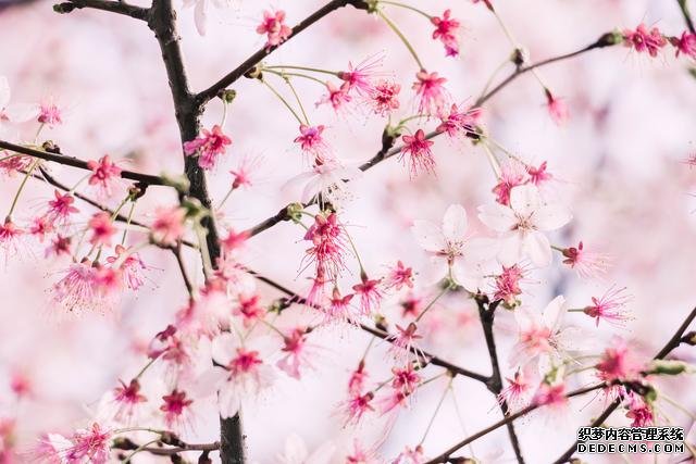 赏花季,北京这个樱花盛放的公园,吸引游客无数