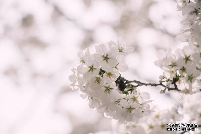 赏花季,北京这个樱花盛放的公园,吸引游客无数