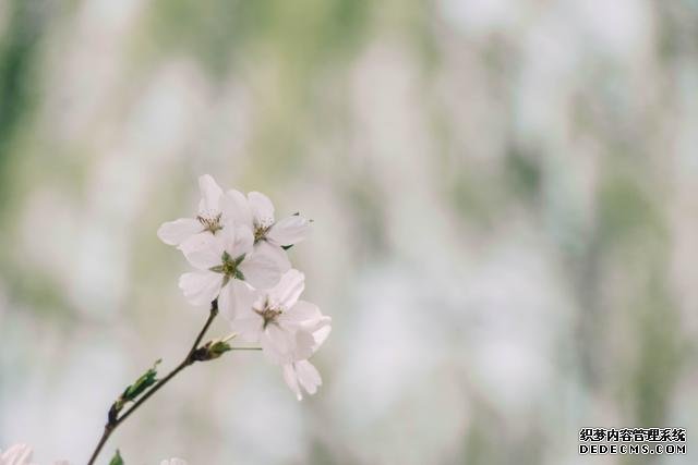 赏花季,北京这个樱花盛放的公园,吸引游客无数
