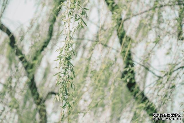赏花季,北京这个樱花盛放的公园,吸引游客无数