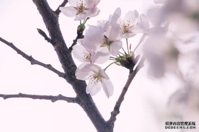 赏花季,北京这个樱花盛放的公园,吸引游客无数
