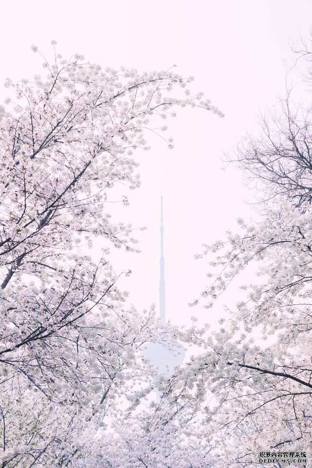 赏花季,北京这个樱花盛放的公园,吸引游客无数