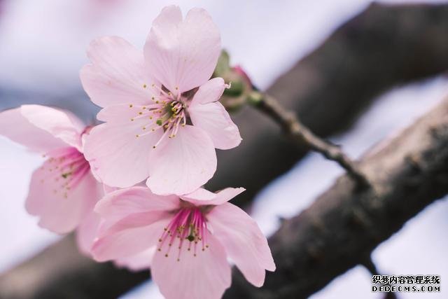 赏花季,北京这个樱花盛放的公园,吸引游客无数