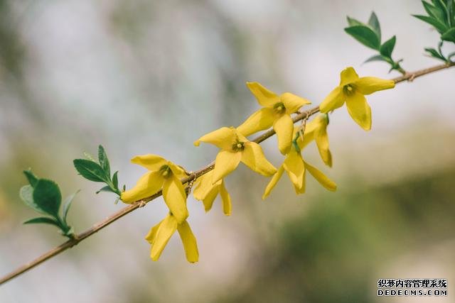 赏花季,北京这个樱花盛放的公园,吸引游客无数
