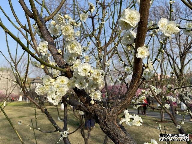 北京踏青去哪里？不要总是去玉渊潭