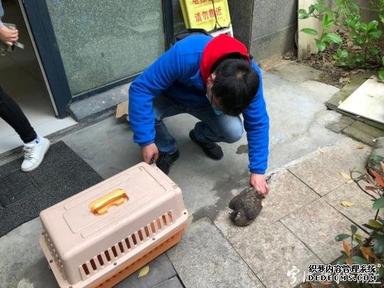 圆头圆脸一脸萌的小家伙为何奄奄一息？可能食