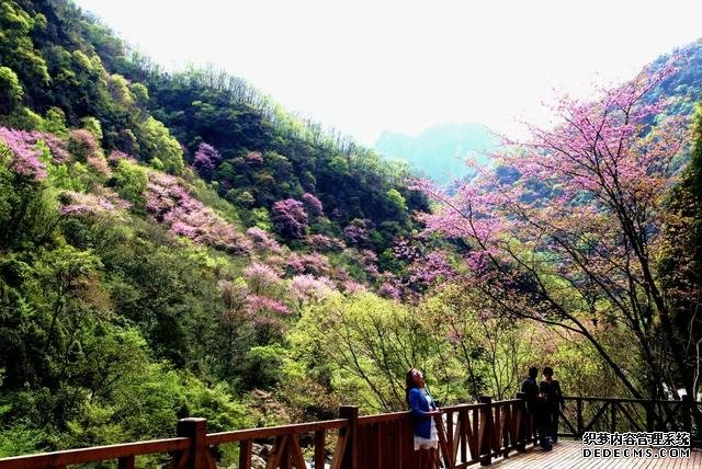 四月紫荆漫山开,大美青川等您来