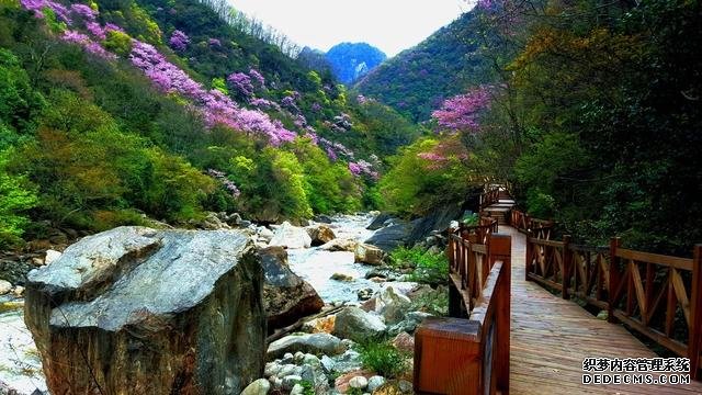 四月紫荆漫山开,大美青川等您来