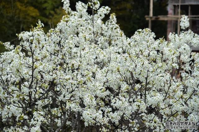 你好,我是梨白桃红、油菜花黄满山野的婺源