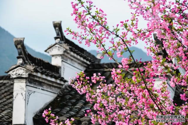 你好,我是梨白桃红、油菜花黄满山野的婺源