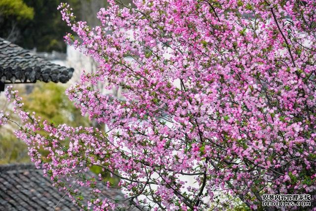 你好,我是梨白桃红、油菜花黄满山野的婺源
