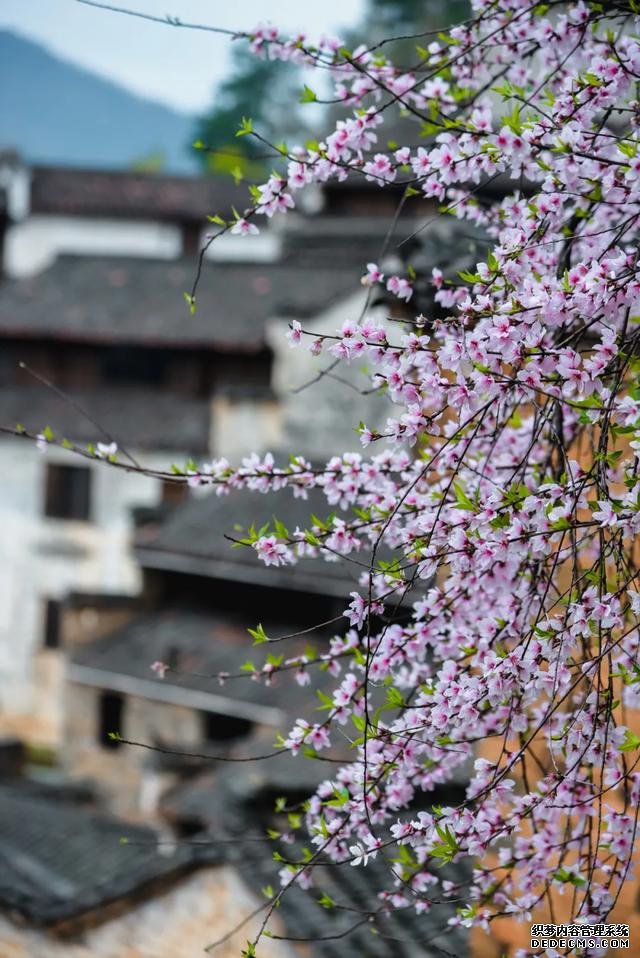 你好,我是梨白桃红、油菜花黄满山野的婺源