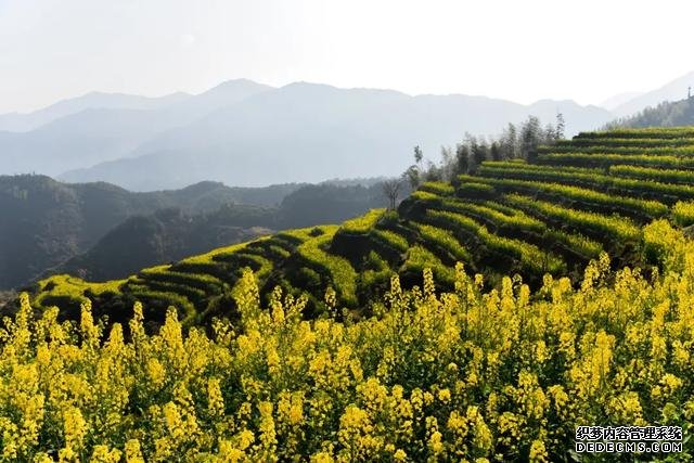 你好,我是梨白桃红、油菜花黄满山野的婺源