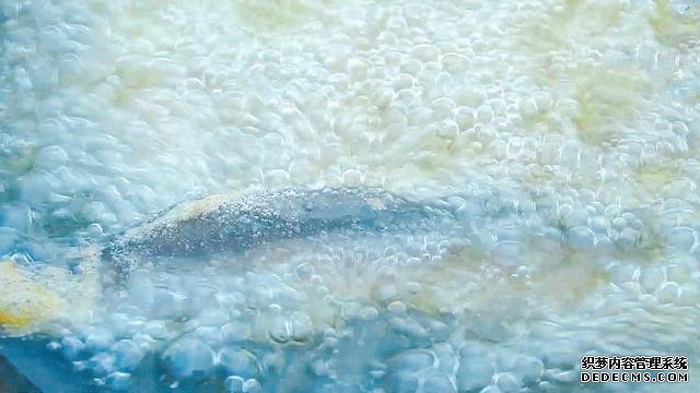 春节宅家中,捉了盆“水中人参”,宽油大火炸到焦香,很下饭