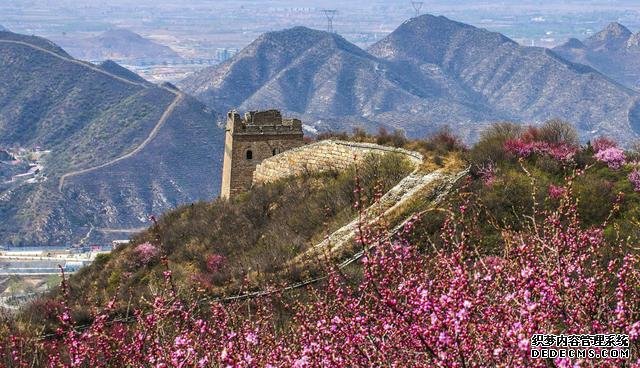 北京最美杏花所在地,人少景美,已正式进入花期