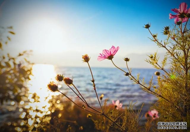 大理苍山下洱海边的白族院落民宿,去闻闻大理的春天丨泊心云舍