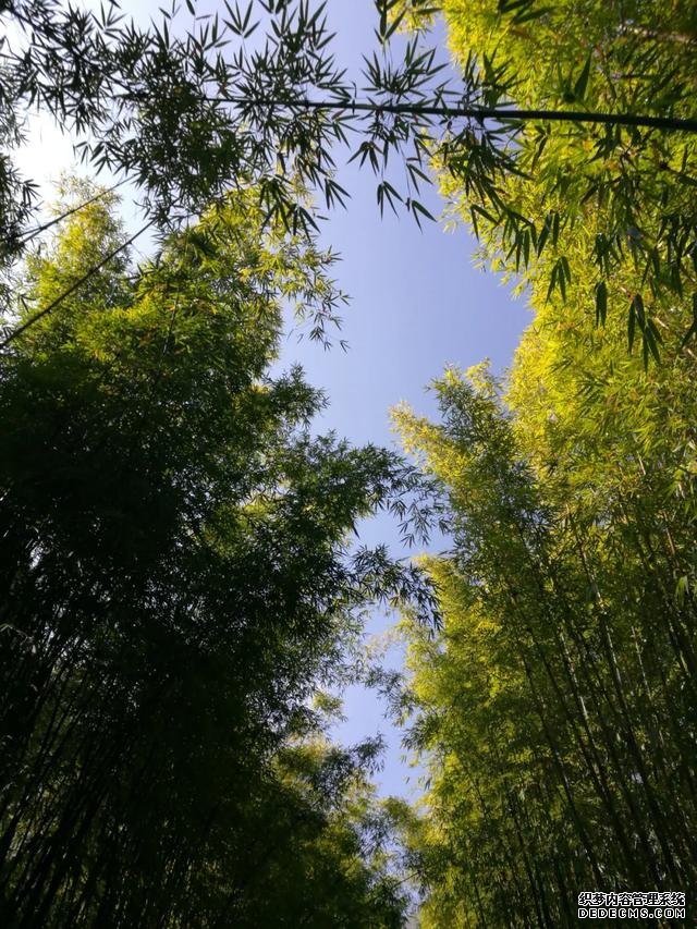 大理苍山下洱海边的白族院落民宿,去闻闻大理的春天丨泊心云舍