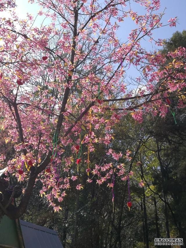 大理苍山下洱海边的白族院落民宿,去闻闻大理的春天丨泊心云舍
