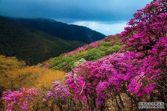 大理苍山下洱海边的白族院落民宿,去闻闻大理的春天丨泊心云舍