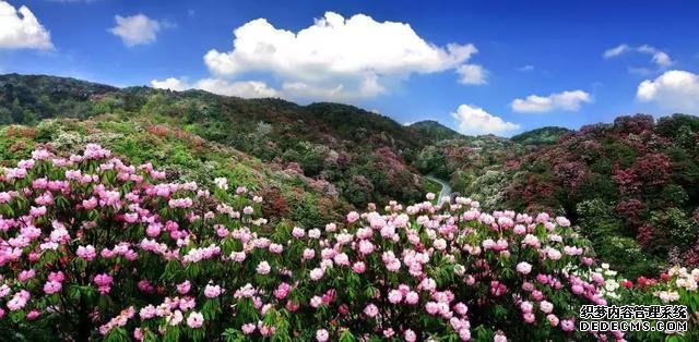 游在贵州！春游赏花黔西北还有溶洞和瀑布