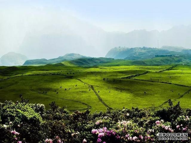 游在贵州!春游赏花黔西北还有溶洞和瀑布