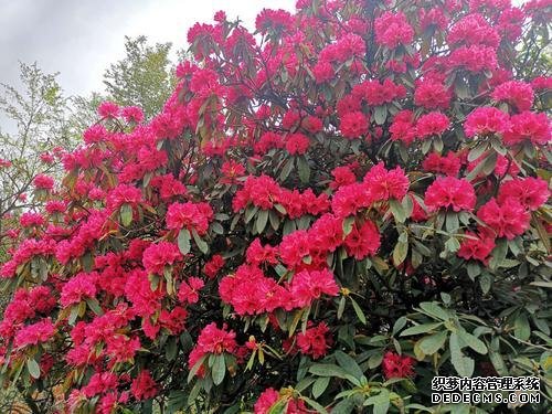 游在贵州!春游赏花黔西北还有溶洞和瀑布