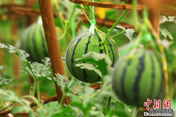 每年董月强的“牛奶西瓜”都是供不应求，今年种植了15个大棚，预计产量将在38-40吨左右，目前已经预定出去22吨。　胡国凯 摄