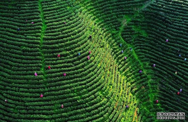 春茶、杜鹃、美食，这里有五一节你不得不去的三个理由