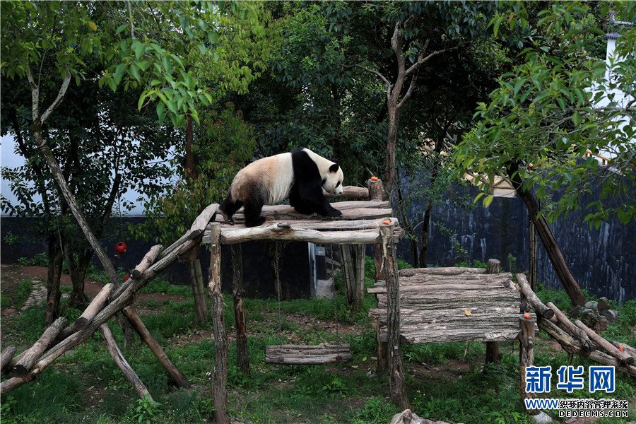 晒太阳吃美食，大熊猫享受春天的样子萌翻了！